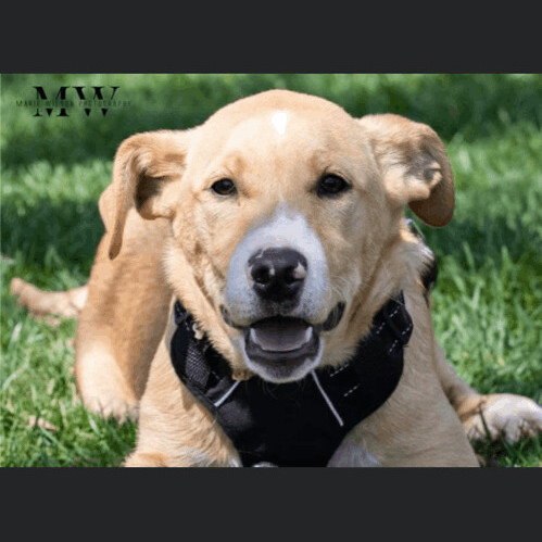 5829 Brooks, an adoptable Boxer, Yellow Labrador Retriever in Springfield, MO, 65810 | Photo Image 1