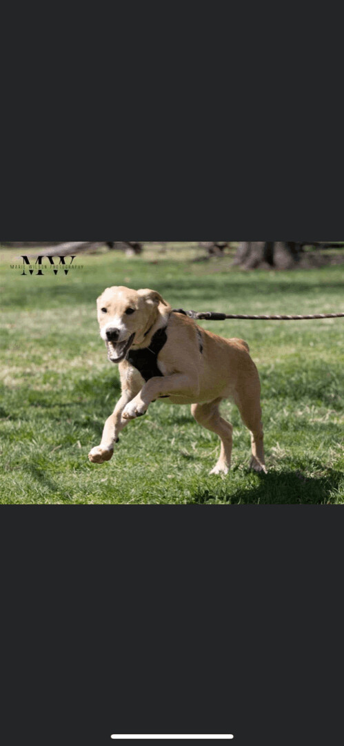 5829 Brooks, an adoptable Boxer, Yellow Labrador Retriever in Springfield, MO, 65810 | Photo Image 5