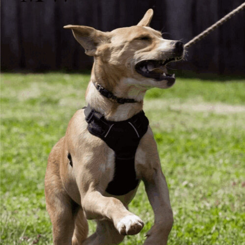 5829 Brooks, an adoptable Boxer, Yellow Labrador Retriever in Springfield, MO, 65810 | Photo Image 6
