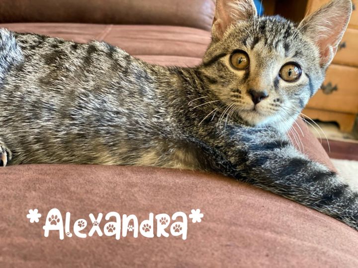 Alexandra, an adopted Domestic Short Hair in Centerville, UT_image-1