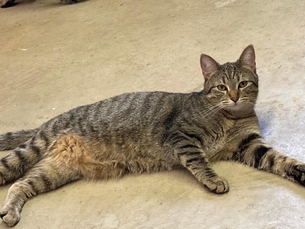 Zuri, an adoptable Domestic Short Hair in Portland, IN, 47371 | Photo Image 1