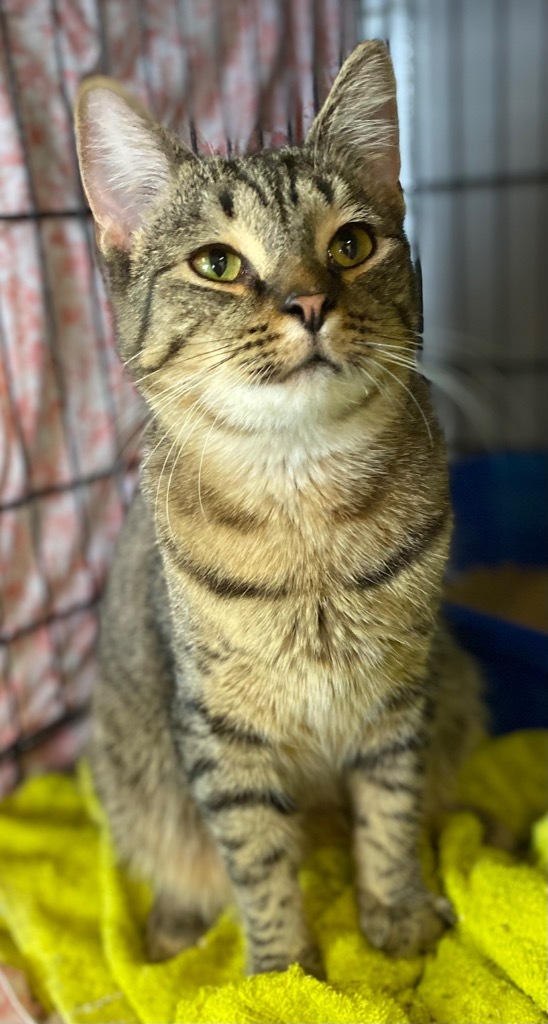 Zuri, an adoptable Domestic Short Hair in Portland, IN, 47371 | Photo Image 2