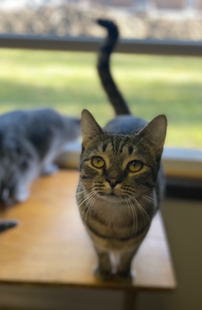 Zuri, an adoptable Domestic Short Hair in Portland, IN, 47371 | Photo Image 4