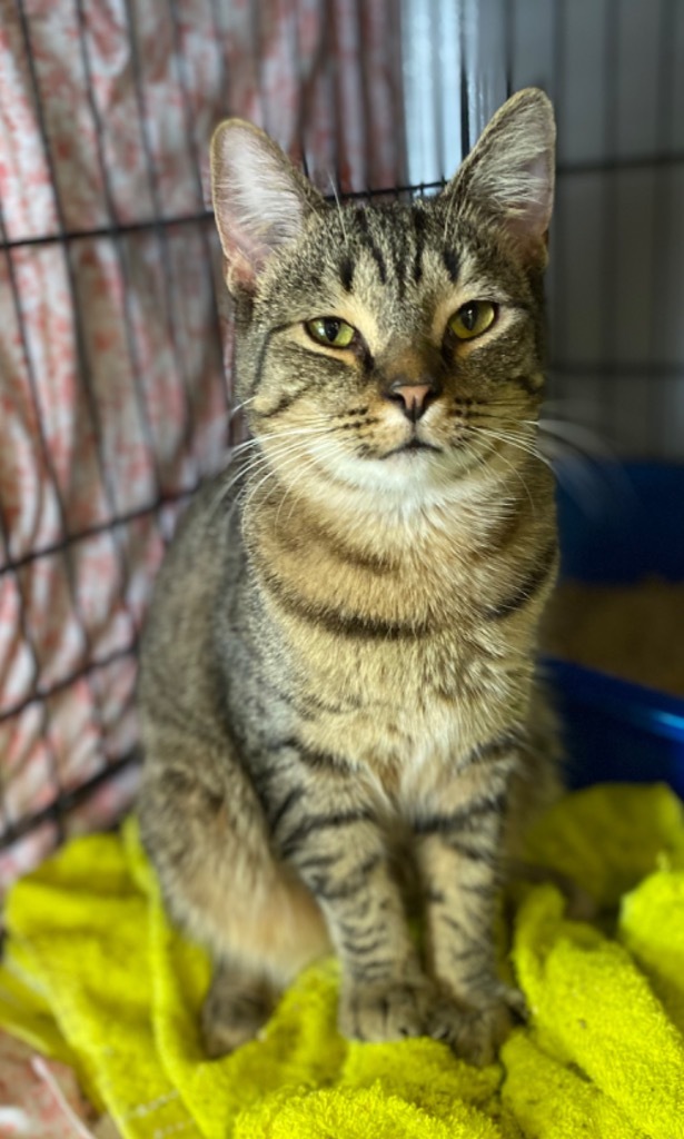 Zuri, an adoptable Domestic Short Hair in Portland, IN, 47371 | Photo Image 5
