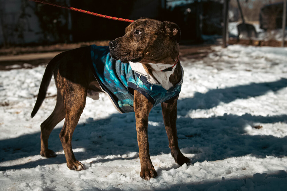Rocco, an adoptable Plott Hound in Castle Rock, CO, 80104 | Photo Image 6