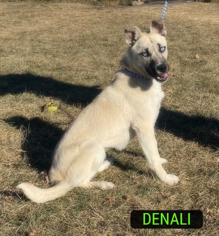 Denali, an adopted Husky Mix in York, NE_image-1