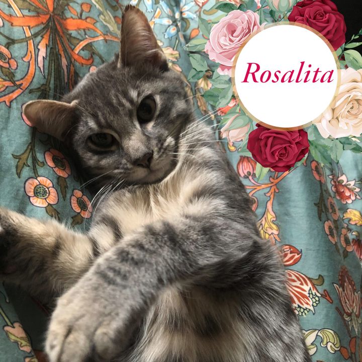 Rosalita 4