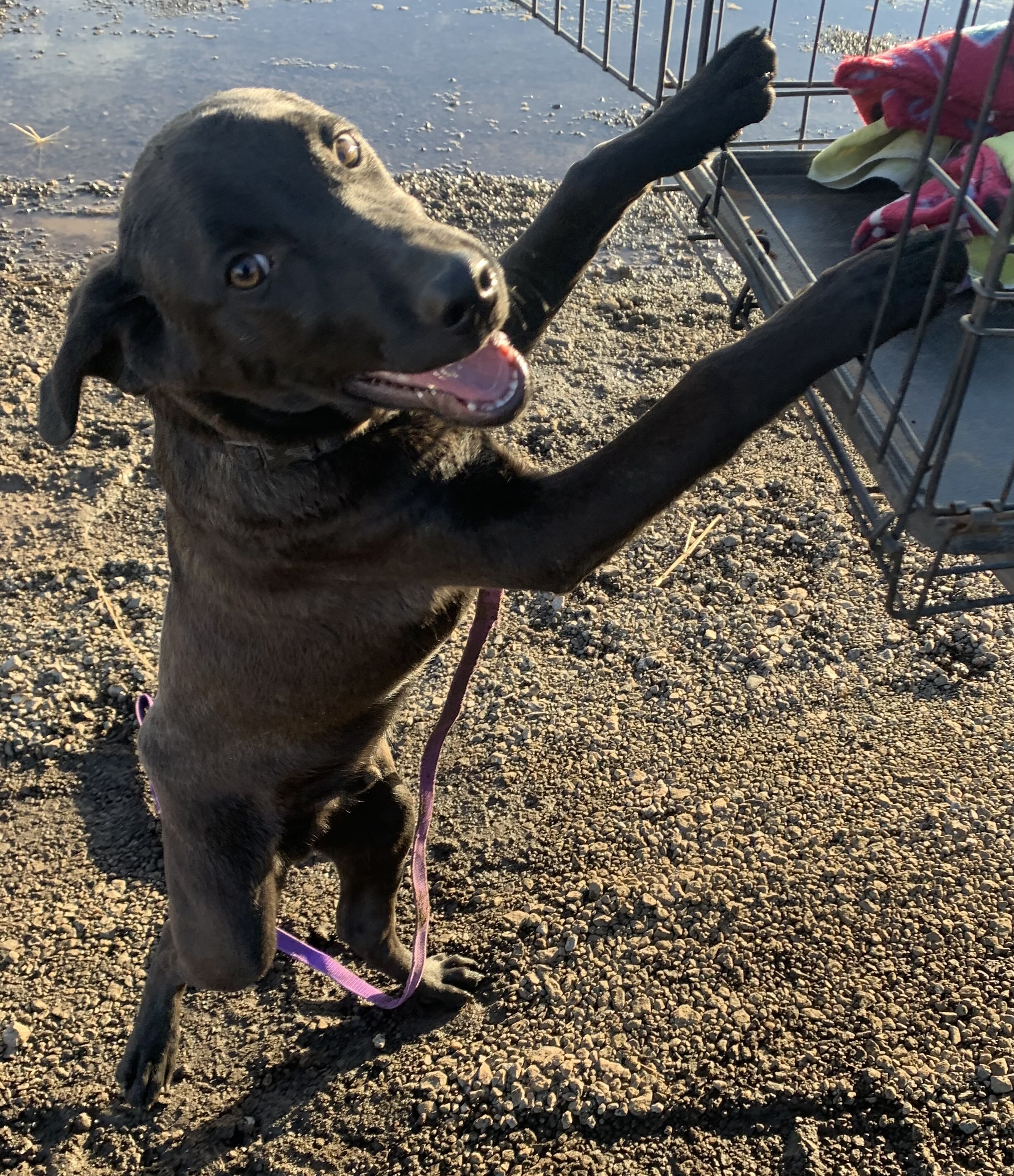 Morrissey, an adoptable Doberman Pinscher in Albuquerque, NM, 87107 | Photo Image 2