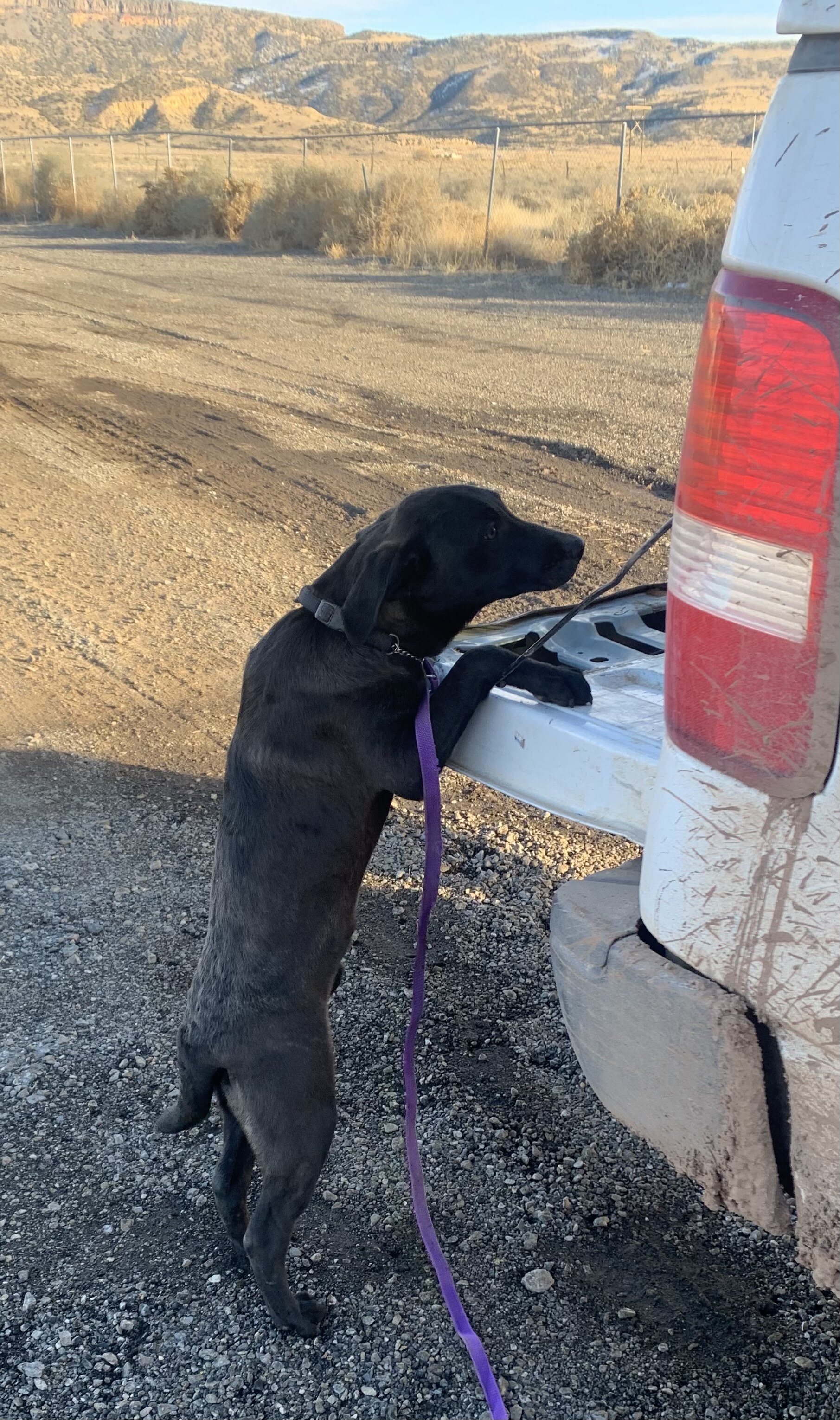 Morrissey, an adoptable Doberman Pinscher in Albuquerque, NM, 87107 | Photo Image 3