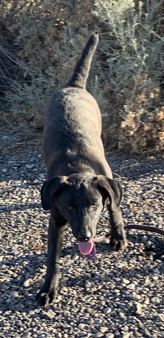 Morrissey, an adoptable Doberman Pinscher in Albuquerque, NM, 87107 | Photo Image 4
