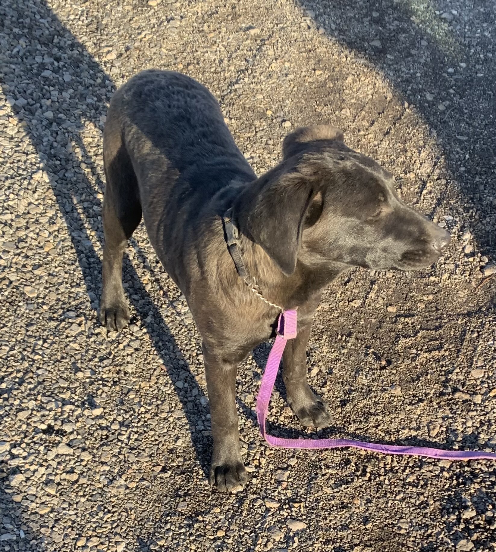 Morrissey, an adoptable Doberman Pinscher in Albuquerque, NM, 87107 | Photo Image 1