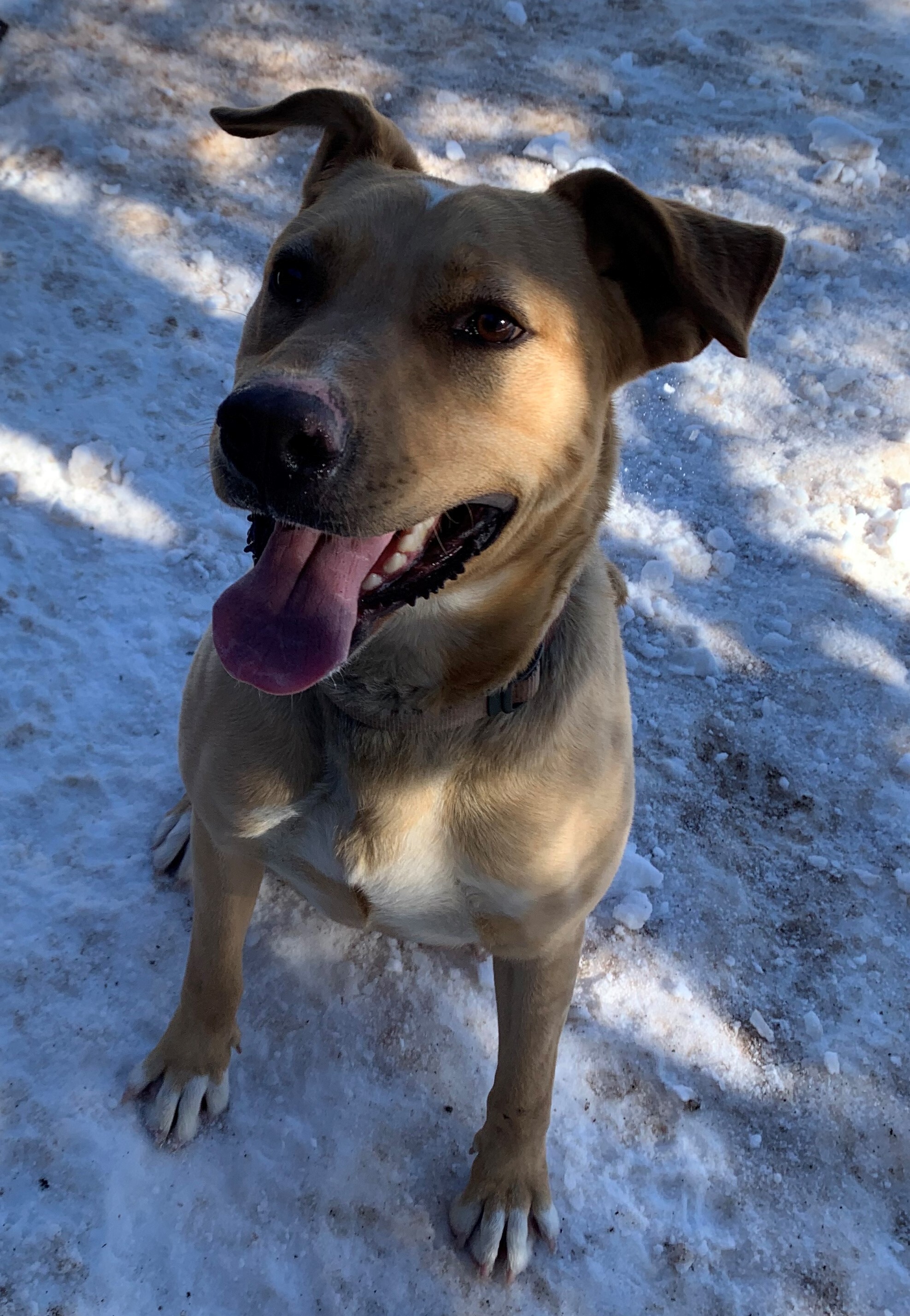 Jupiter, an adoptable Labrador Retriever in Albuquerque, NM, 87107 | Photo Image 1