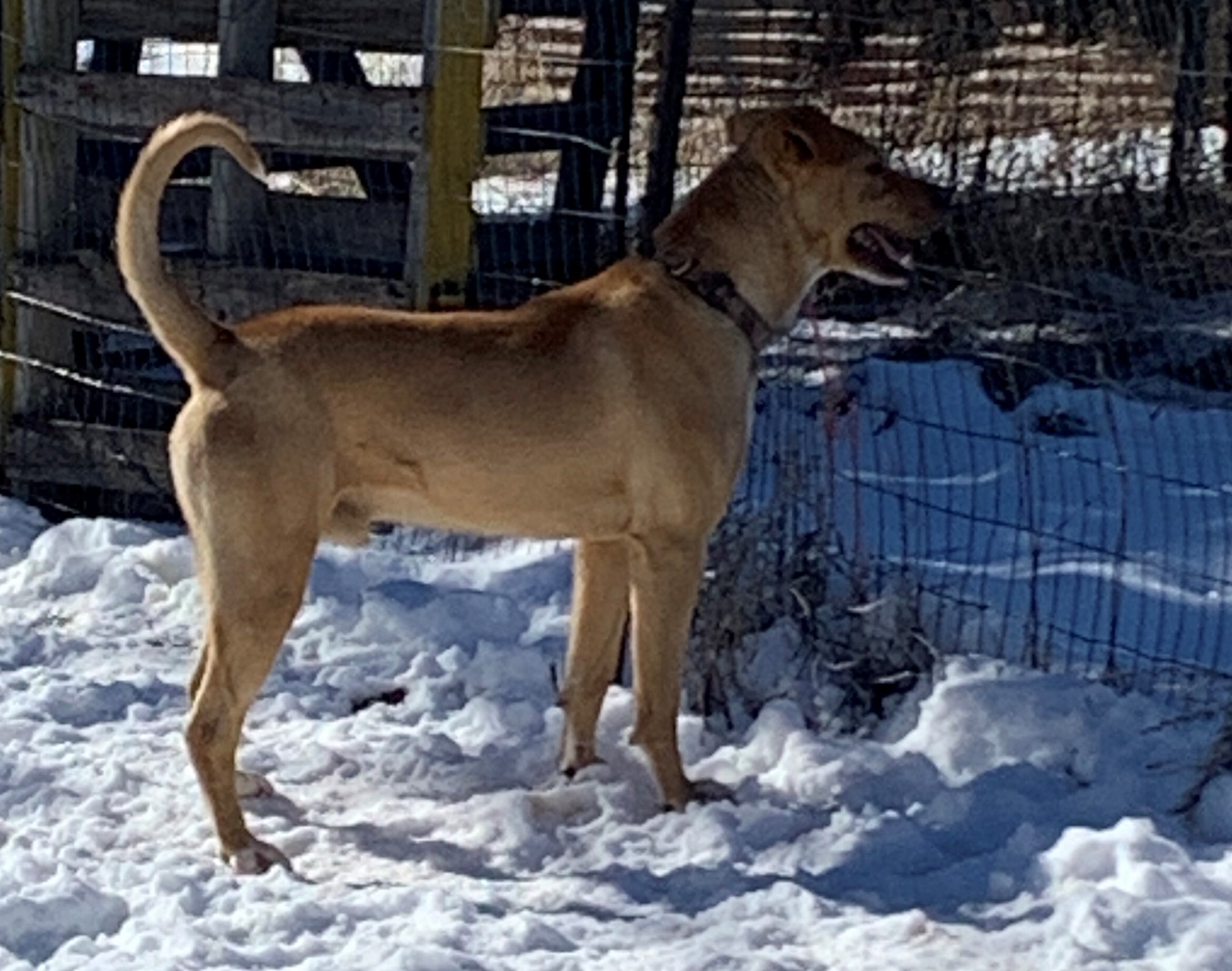 Jupiter, an adoptable Labrador Retriever in Albuquerque, NM, 87107 | Photo Image 2