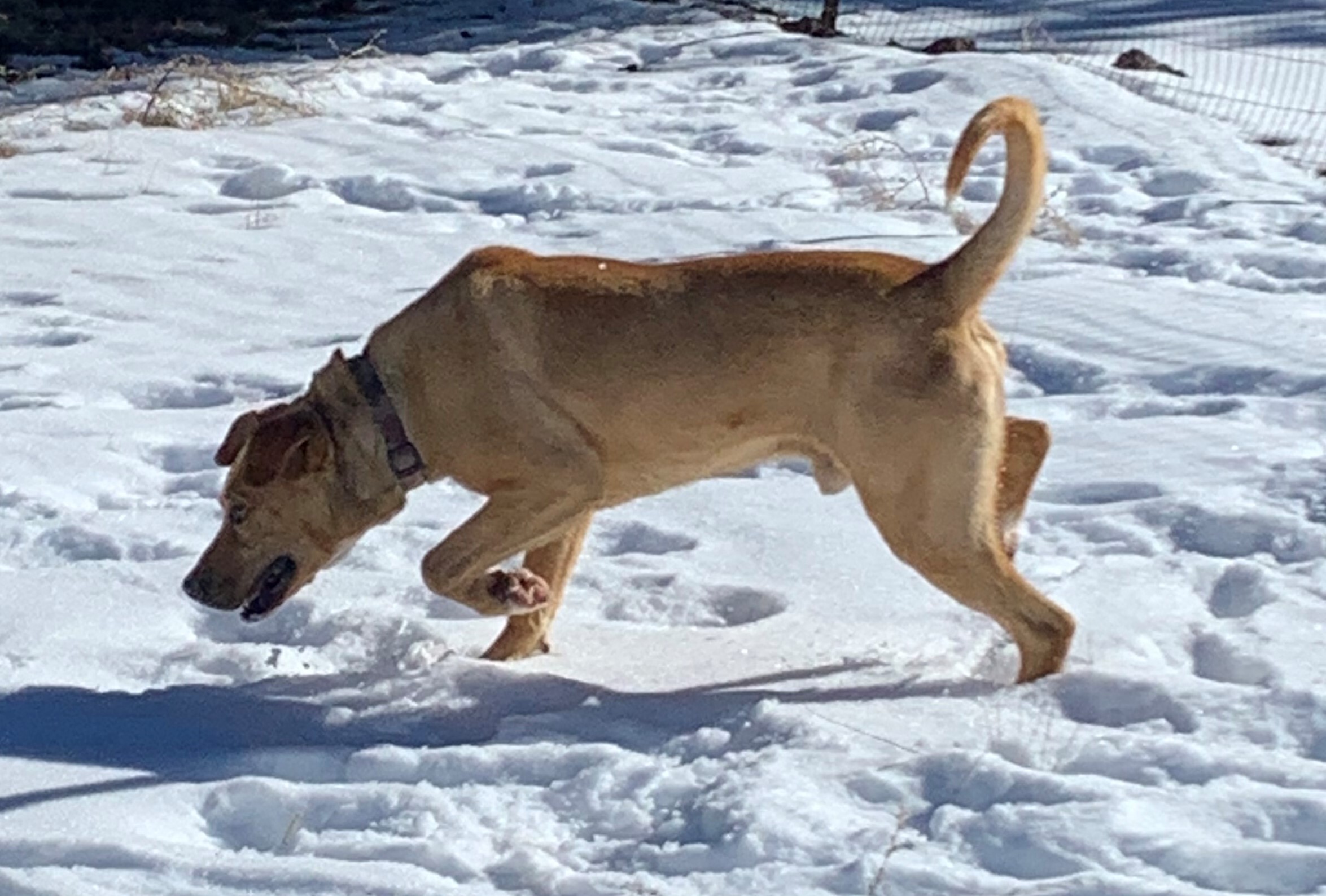 Jupiter, an adoptable Labrador Retriever in Albuquerque, NM, 87107 | Photo Image 3
