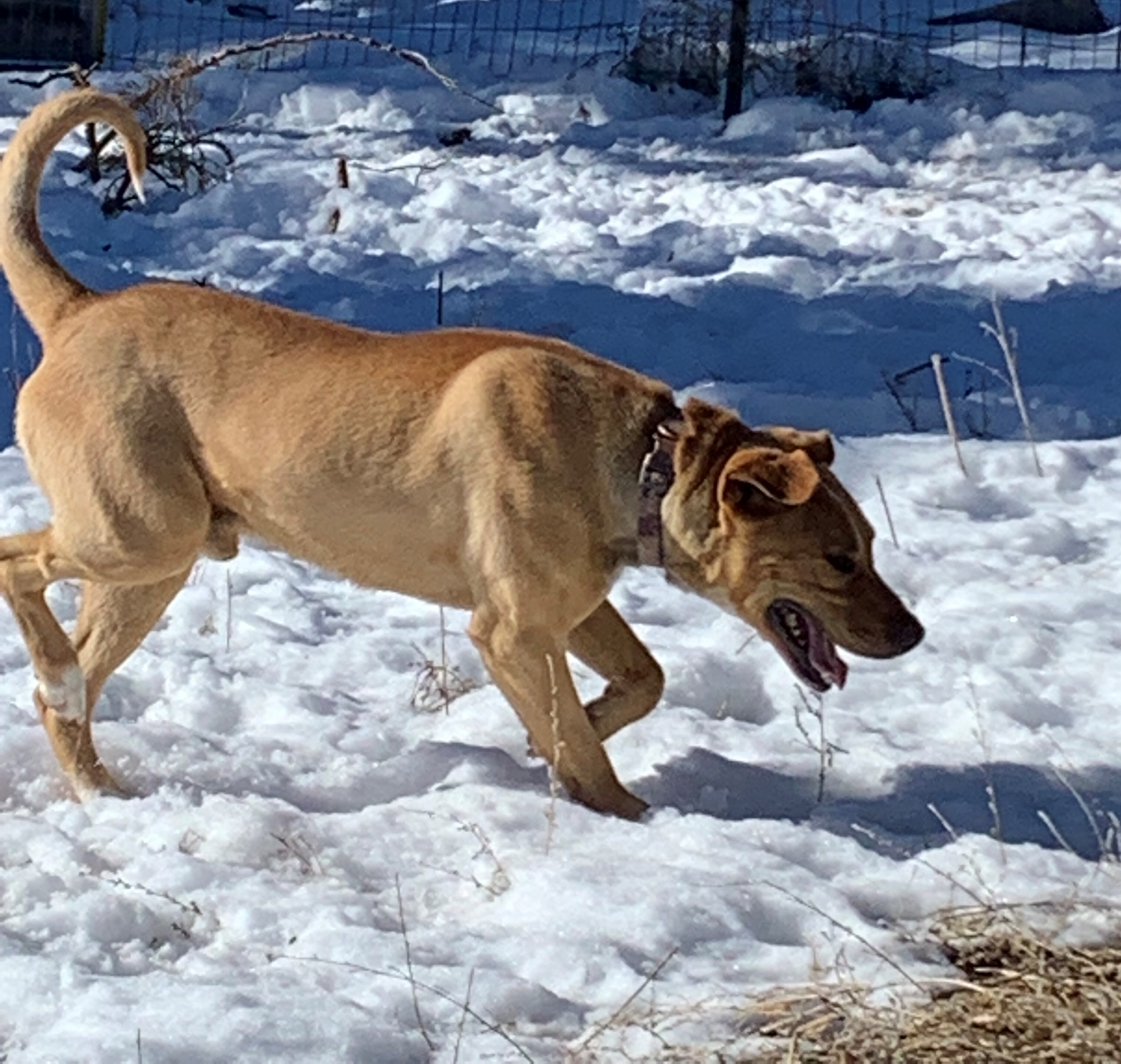 Jupiter, an adoptable Labrador Retriever in Albuquerque, NM, 87107 | Photo Image 4