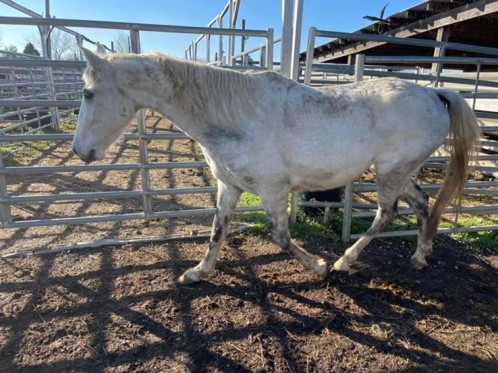 Snow (Quarantine), an adoptable Tennessee Walker in Hohenwald , TN_image-1