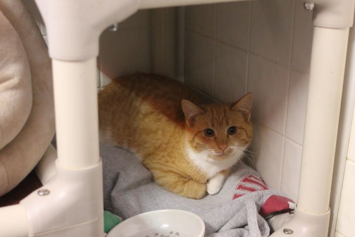 Golden(shelter closing) 2