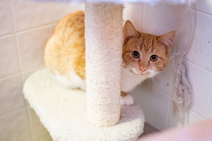 Golden(shelter closing) 1