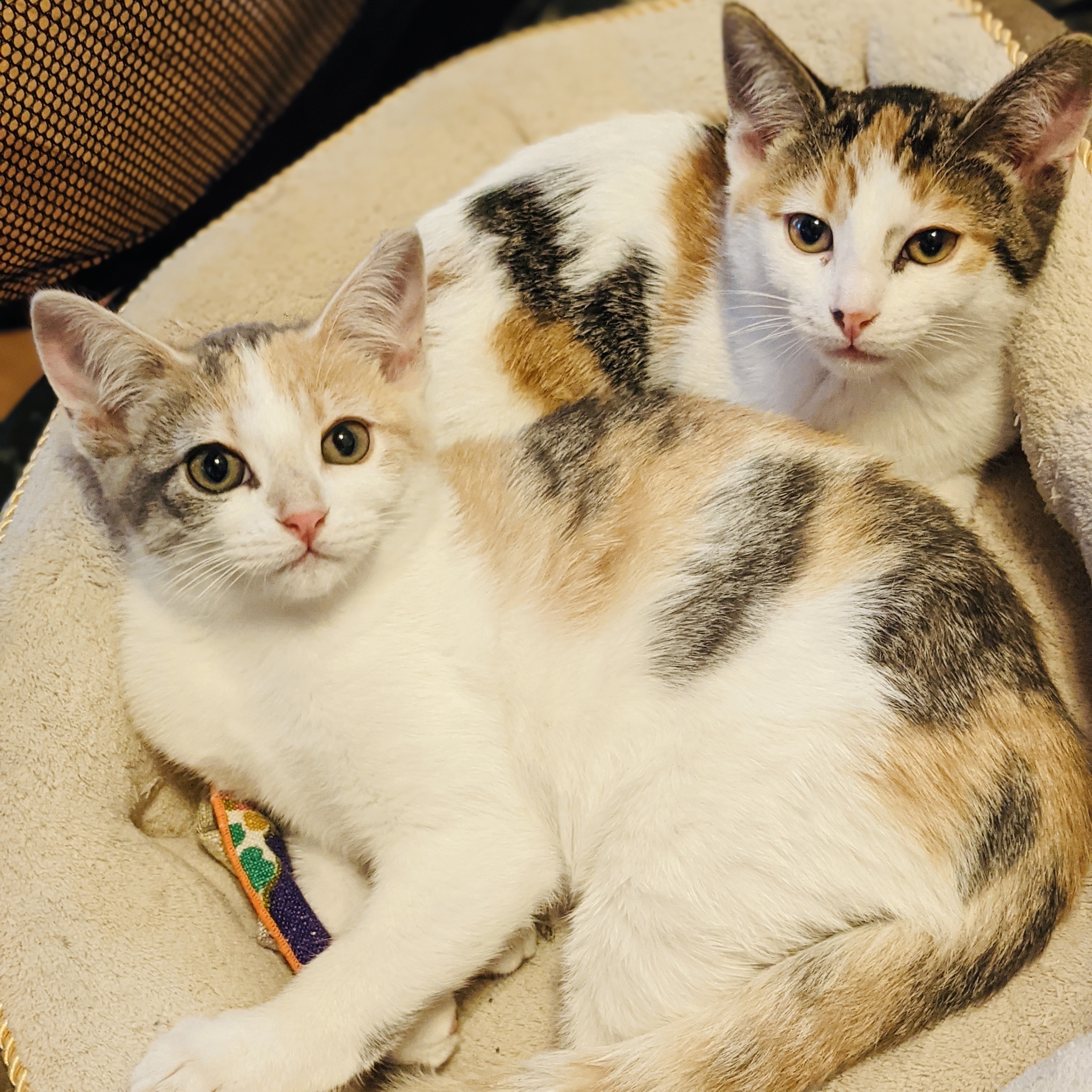 Alaska and Siberia (Bonded Pair), an adoptable Dilute Calico, Calico in Campbell, CA, 95008 | Photo Image 2