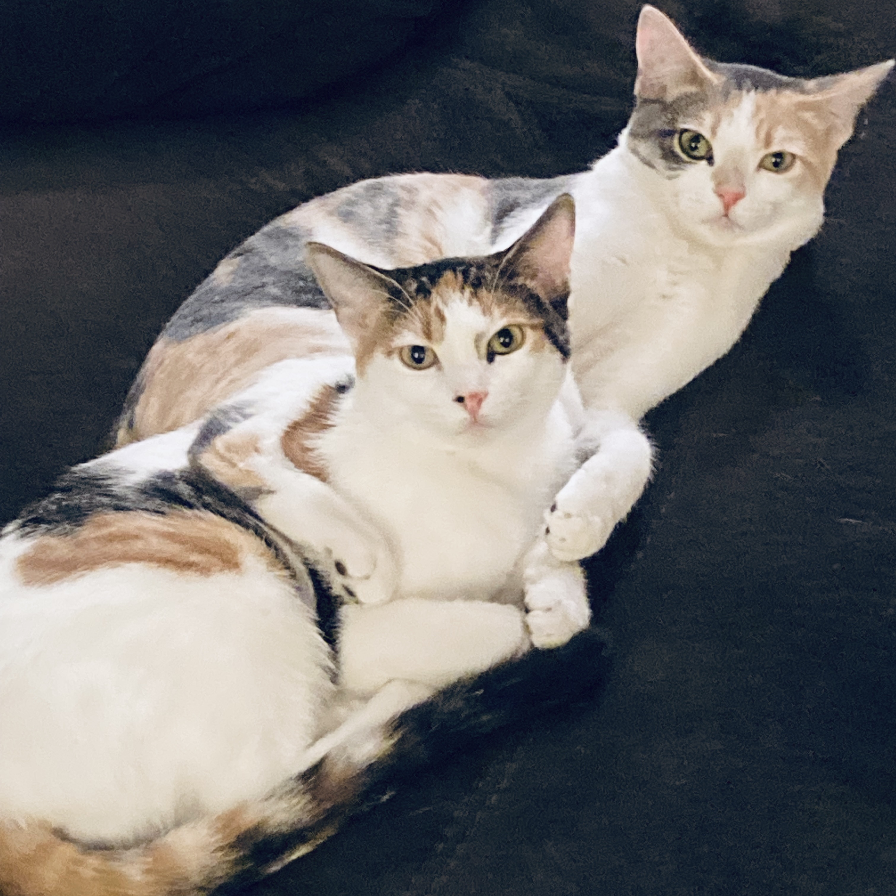 Alaska and Siberia (Bonded Pair), an adoptable Dilute Calico, Calico in Campbell, CA, 95008 | Photo Image 1
