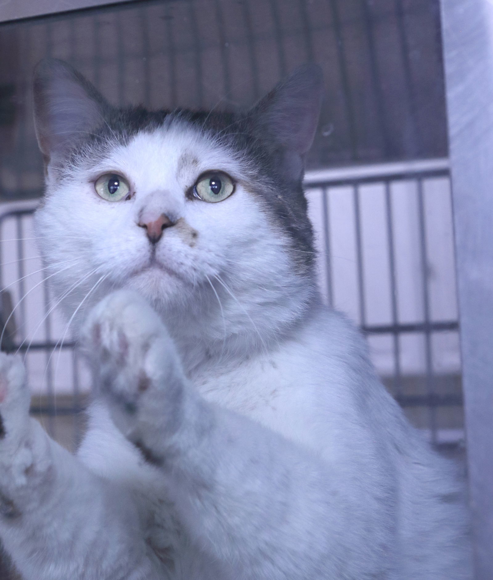 Christian, an adoptable Domestic Short Hair in Austin, MN, 55912 | Photo Image 1