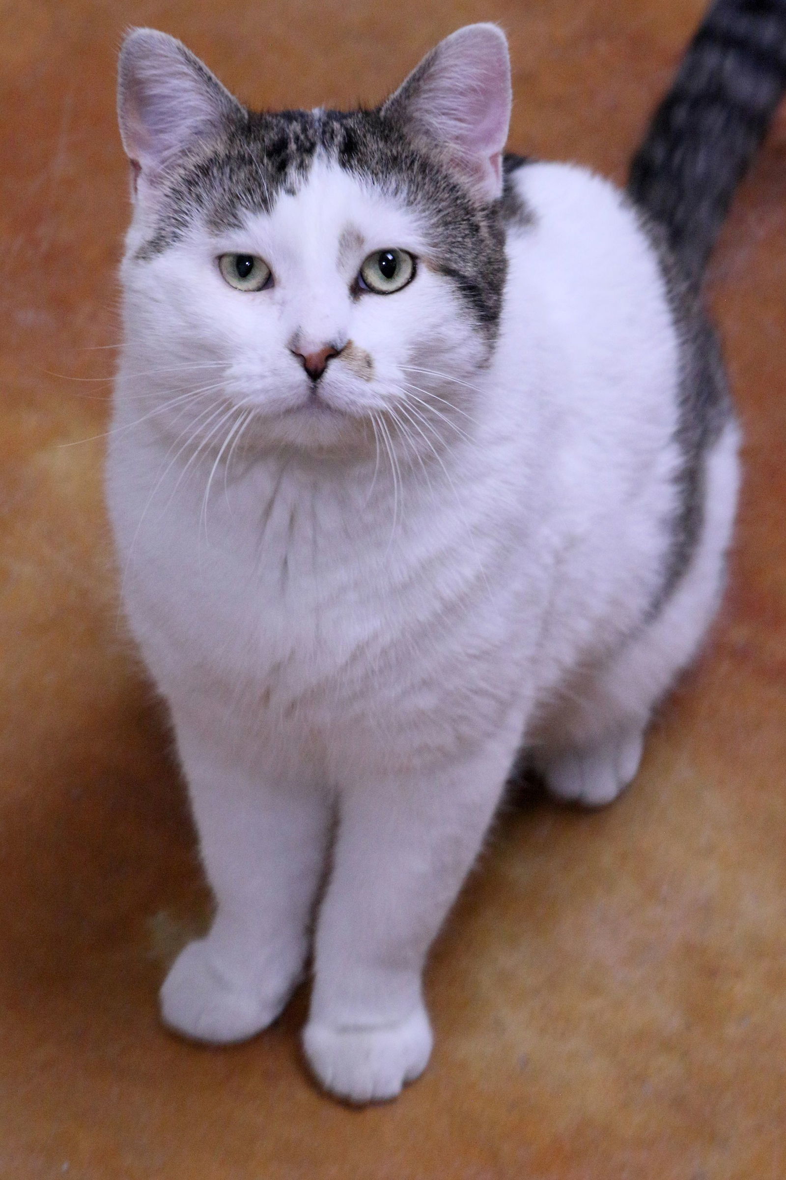 Christian, an adoptable Domestic Short Hair in Austin, MN, 55912 | Photo Image 2