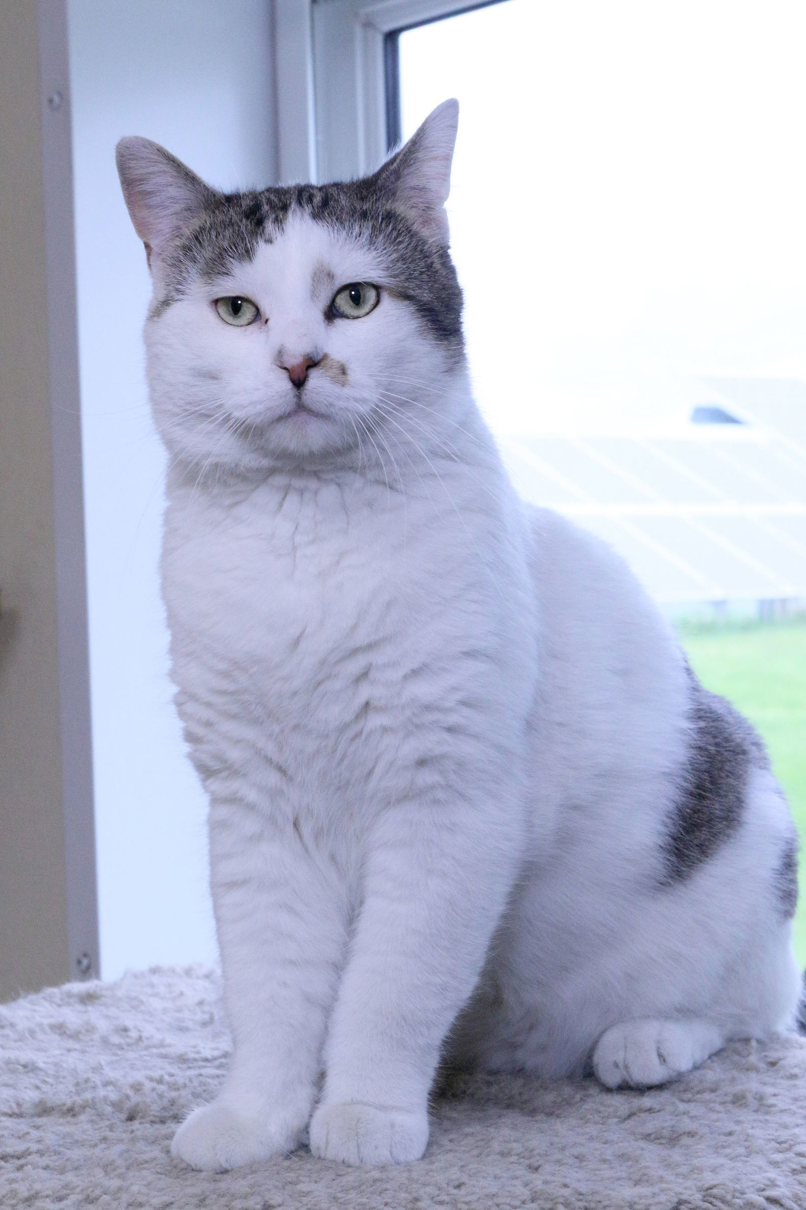 Christian, an adoptable Domestic Short Hair in Austin, MN, 55912 | Photo Image 3