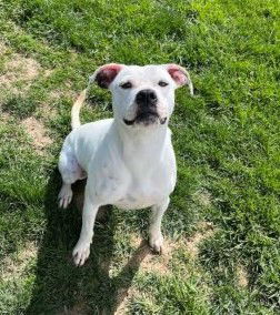 Dog for adoption - Clara, a Boxer Mix in Sistersville, WV | Petfinder