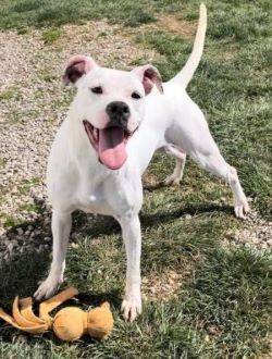 Clara, an adoptable Boxer in Sistersville, WV, 26175 | Photo Image 2