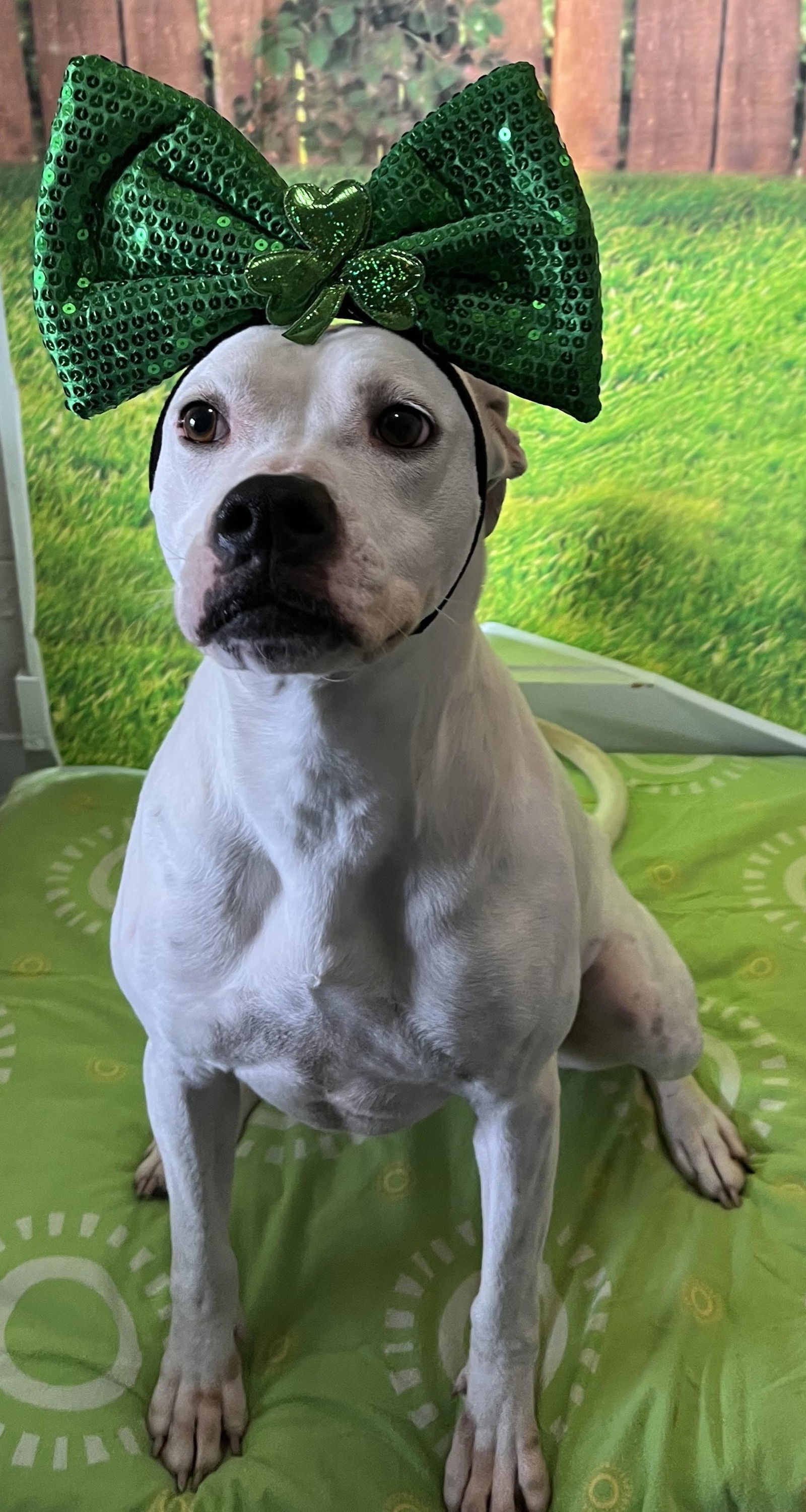 Clara, an adoptable Boxer, Pit Bull Terrier in Sistersville, WV, 26175 | Photo Image 2