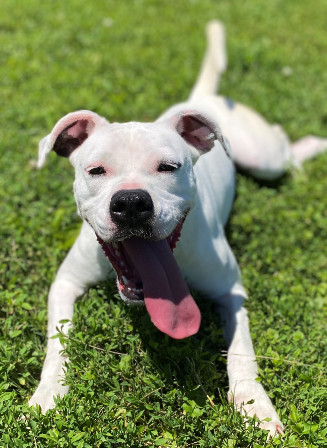 Clara, an adoptable Boxer in Sistersville, WV, 26175 | Photo Image 3