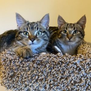 Linus & Lucy (Bonded Pair)