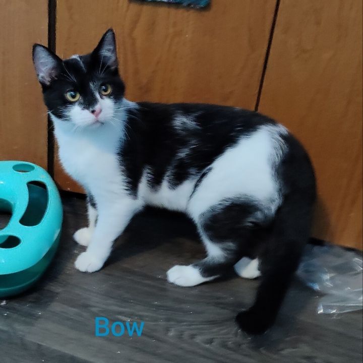 Bow, an adopted Domestic Short Hair Mix in Minneapolis, MN_image-1