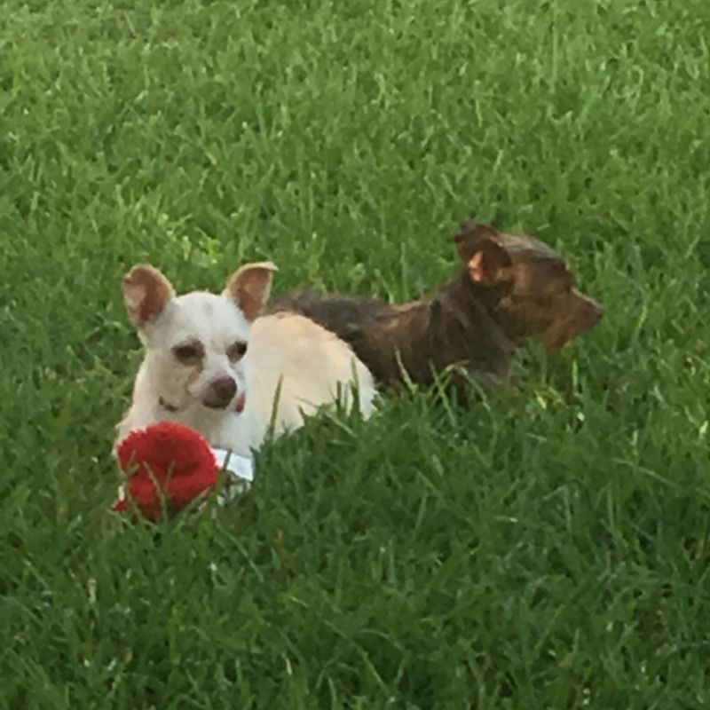 Bitsy & Bobo (Dallas)