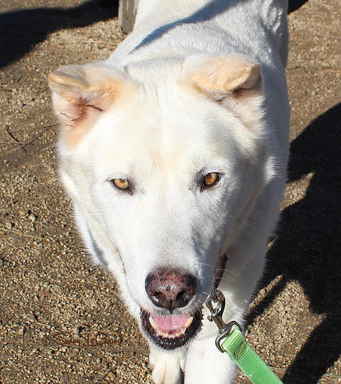 RORY, an adoptable Husky & German Shepherd Dog Mix in Phoenix, OR_image-2