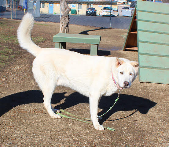 RORY, an adoptable Husky & German Shepherd Dog Mix in Phoenix, OR_image-4
