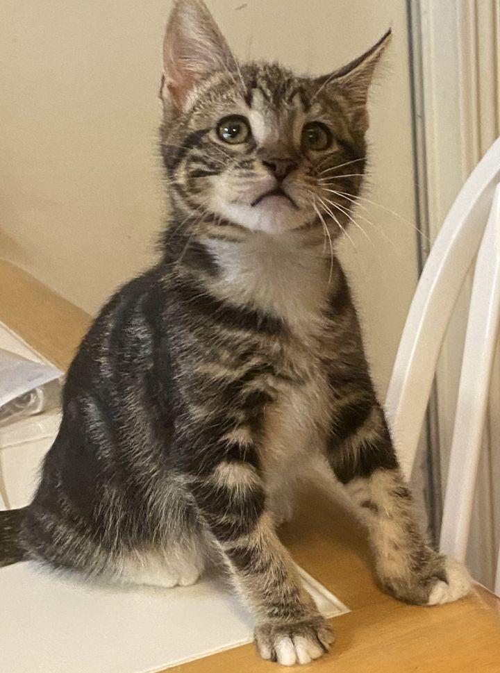 Oakley , an adopted Tabby in Tustin, CA_image-1
