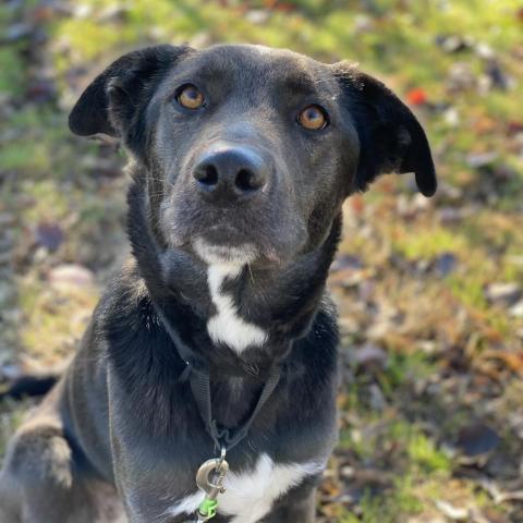 Twix, an adoptable Shepherd, Black Labrador Retriever in Fresno, CA, 93725 | Photo Image 1