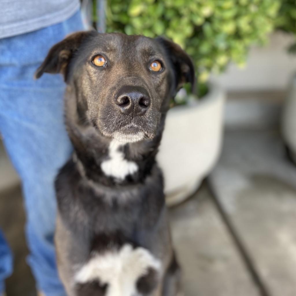 Twix, an adoptable Shepherd, Black Labrador Retriever in Fresno, CA, 93725 | Photo Image 1