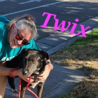 Twix, an adoptable Shepherd, Black Labrador Retriever in Fresno, CA, 93725 | Photo Image 2