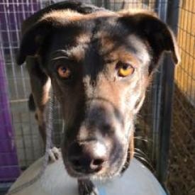 Twix, an adoptable Shepherd, Black Labrador Retriever in Fresno, CA, 93725 | Photo Image 2