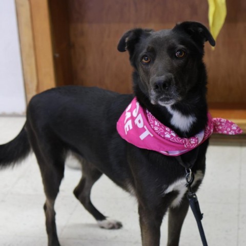 Twix, an adoptable Shepherd, Black Labrador Retriever in Fresno, CA, 93725 | Photo Image 2