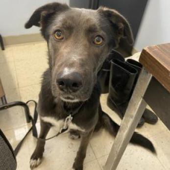 Twix, an adoptable Shepherd, Black Labrador Retriever in Fresno, CA, 93725 | Photo Image 2