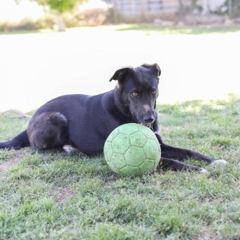 Twix, an adoptable Shepherd, Black Labrador Retriever in Fresno, CA, 93725 | Photo Image 3
