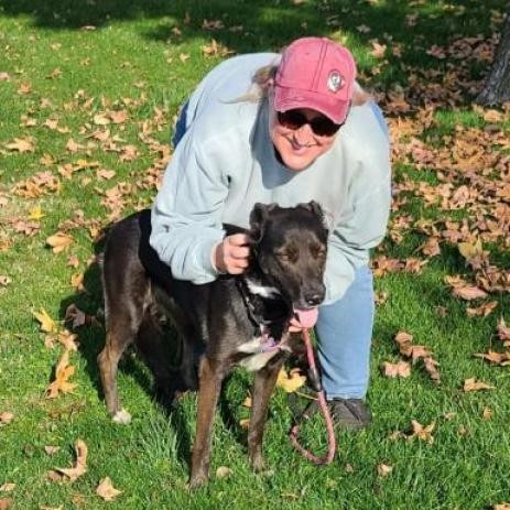 Twix, an adoptable Shepherd, Black Labrador Retriever in Fresno, CA, 93725 | Photo Image 3