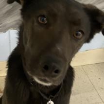 Twix, an adoptable Shepherd, Black Labrador Retriever in Fresno, CA, 93725 | Photo Image 3