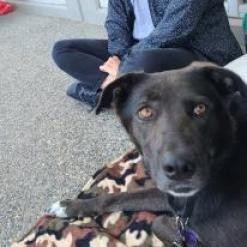 Twix, an adoptable Shepherd, Black Labrador Retriever in Fresno, CA, 93725 | Photo Image 3