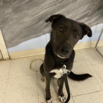 Twix, an adoptable Shepherd, Black Labrador Retriever in Fresno, CA, 93725 | Photo Image 3