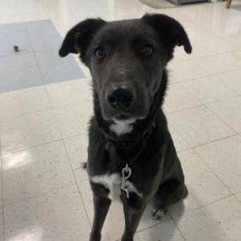 Twix, an adoptable Shepherd, Black Labrador Retriever in Fresno, CA, 93725 | Photo Image 4