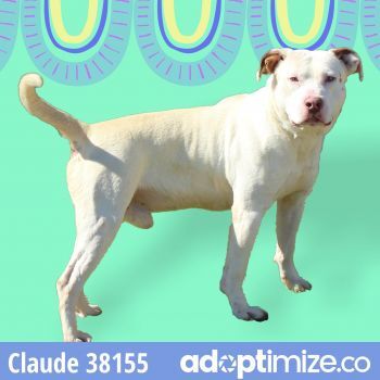 Claude, an adoptable Mixed Breed in Bainbridge, GA, 39819 | Photo Image 1